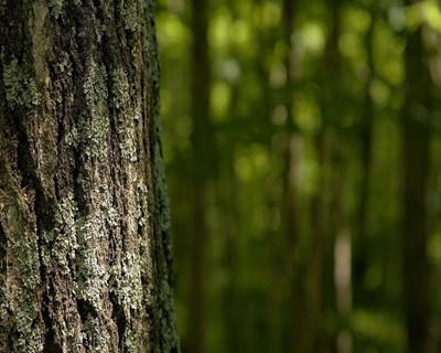 Porto debate visões para uma floresta de futuro