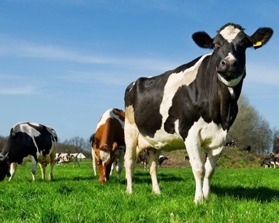 Portugal começa hoje a exportar ovinos e bovinos para Israel