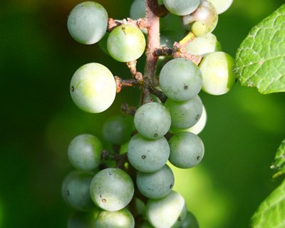 Portugal contra reintrodução na UE castas de vinho de baixa qualidade