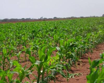 Portugal entrega a Angola acervo científico da agricultura do tempo colonial