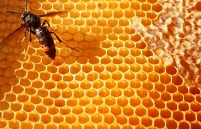Portugal escapa ao desaparecimento global das abelhas