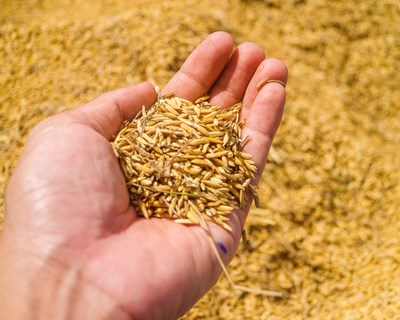 Portugal já pode exportar arroz em casca para o Paraguai