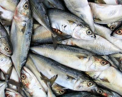 Portugal propôs em Bruxelas aumento de capturas de sardinha