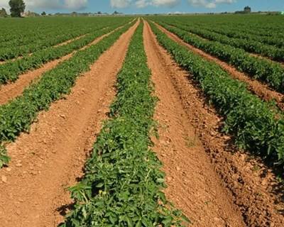 Portugal quer mais 2 mil jovens na agricultura