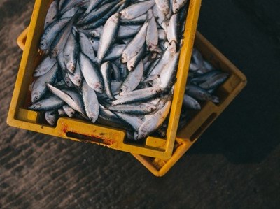 Portugal quer rever quota da sardinha deste ano para 19 mil toneladas