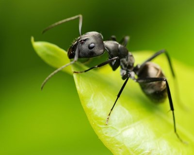 Portugal recebe pela primeira vez Congresso Ibérico dedicado às formigas