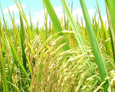 “Portugal Sou Eu” e Casa do Arroz unem-se para promover o arroz carolino