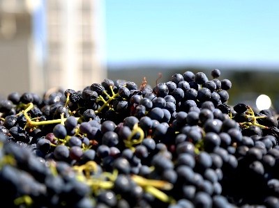 Portugal vai ter uma “Plataforma de Inovação da Vinha e do Vinho”