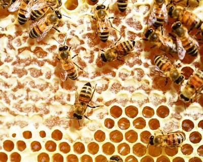 Portugueses criam enzima que protege abelhas e colmeias