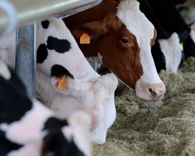 Preços dos produtos lácteos em Portugal refletem aumento brutal dos custos de produção