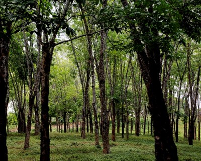 Prémio “Floresta e Sustentabilidade” conhecido a 24 de março