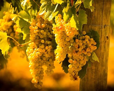 Previsão de Colheita 2020 – Produção de Vinho