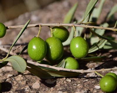 Previsões agrícolas apontam para um aumento na produção de azeitona para azeite