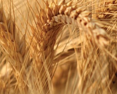 INE: previsões agrícolas indicam aumento da produtividade dos cereais praganosos