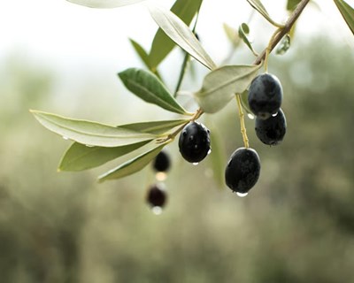 Previsões Agrícolas: Fruteiras e olival com campanhas pouco favoráveis