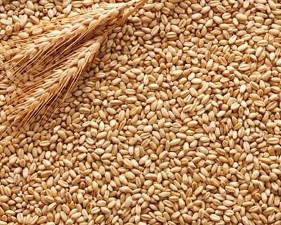 Previsões apontam para aumento de 11 milhões de toneladas na colheita de cereais da UE