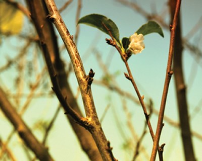 Primavera em Outubro