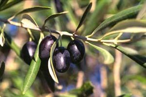 Produção de azeitona nos Açores em risco de desaparecer