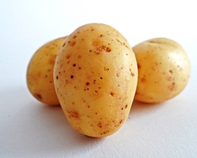 Produção de batata: a importância da escolha da variedade