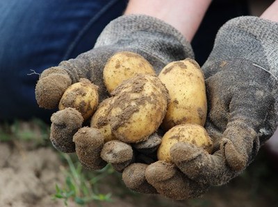 Produção de batata para indústria na UE inferior à campanha anterior