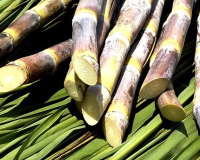 Produção de cana-de açúcar na Madeira registou um aumento de 22,5% em 2016