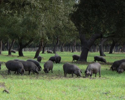 Produção de carne de porco alentejano