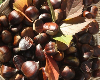 Produção de castanha mantém tendência de subida