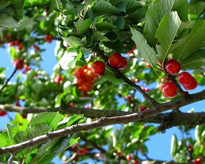 Produção de cereja e pêssego com níveis semelhantes aos melhores das últimas décadas