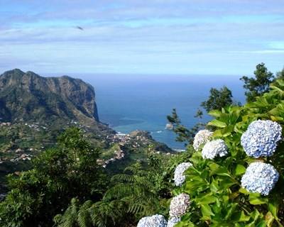 Produção de flores na Madeira aumenta e dinamiza consumo interno