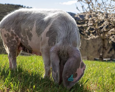 Produção de porco preto na Serra do Caldeirão preserva atividade tradicional