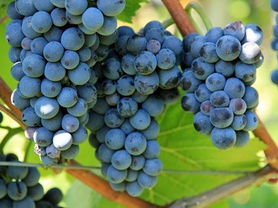 Produção de vinho cresce acima do esperado em 2015