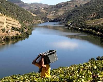 Produção de vinho na região do Douro e Porto deve aumentar 20%