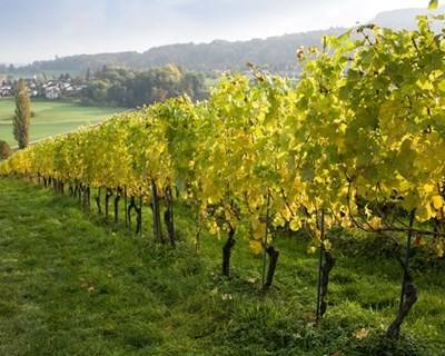 Produção de vinho verde vai subir «mais cerca de 15%» face a 2014