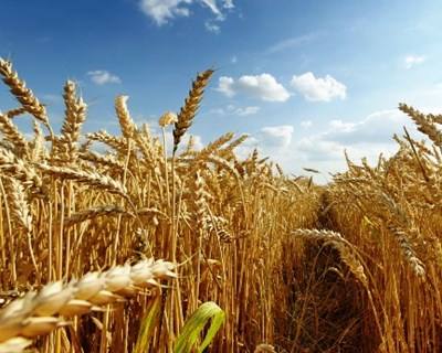 Produção mundial de cereais com crescimento de 15% na próxima década