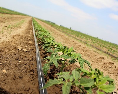 Produção mundial de tomate para indústria bate recorde