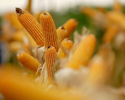 Produção mundial de trigo estável e revisão em alta para o milho