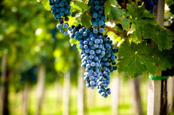Produção mundial de vinho cai 5% este ano e 20% em Portugal