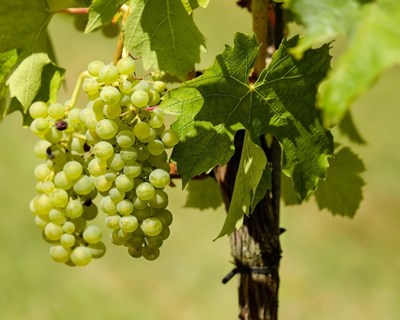 Produtores da Região de Vinhos de Lisboa duplicam produção e venda de vinho biológico
