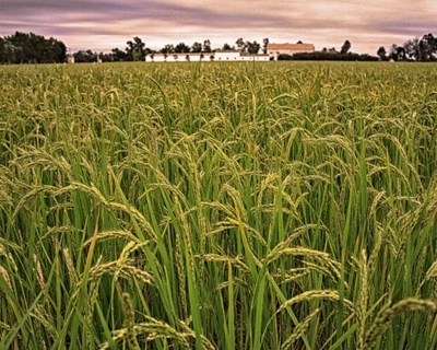 Produtores de arroz de Alcácer do Sal temem não poder cultivar em 2018