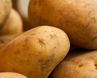 Produtores de batata com linha de crédito de €3 milhões