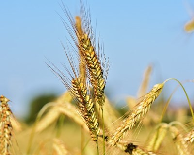 Produtores de cereais congratulam-se com a aprovação da Estratégia Nacional