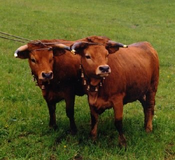 Produtores de gado recebem incentivos em Resende
