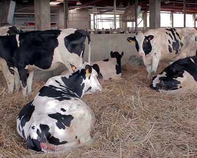 Produtores de leite da Póvoa de Varzim em risco de falência