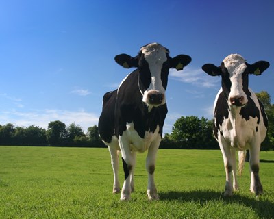 Produtores de leite reclamam programa de redução voluntária da produção