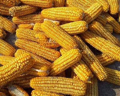 Produtores de milho preocupados com decisões políticas que penalizam o setor