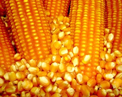 Produtores de milho vão ter novo centro de formação e demonstração