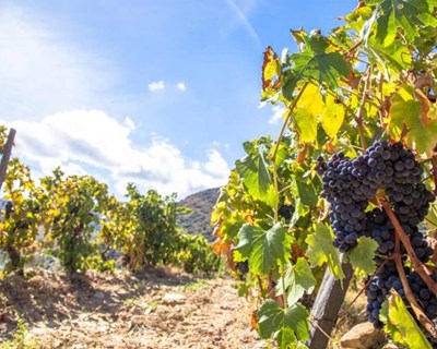 Produtores do Douro procuram vinhas na região do Dão para produzir vinho