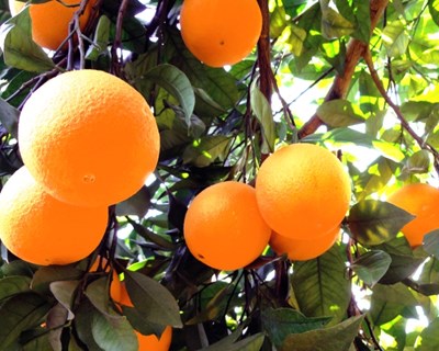 Programa europeu de promoção dos sumos 100% visita laranja do Algarve