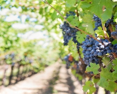Programa VITIS: mais €35 milhões para apoiar a viticultura