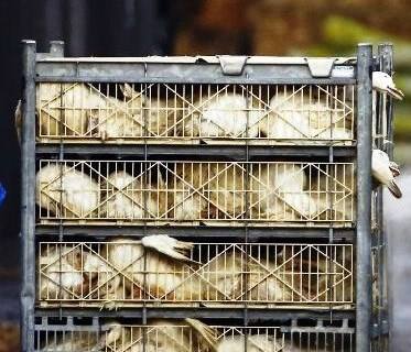 Proibição de venda de aves em alguns mercados controlada por municípios e DGAV